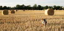 tapa-and-hay.jpg