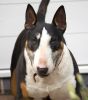 tapa-bull-terrier.jpg