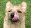 teddy-lick.jpg