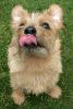 teddy-lick1.jpg