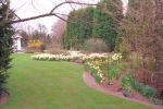 whitecroft-daffodils.jpg