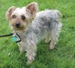 yorkie3.jpg