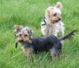 yorkie5.jpg