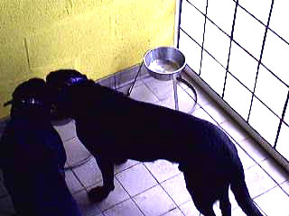 Two Dogs, One Bowl
Another shot "captured" from our web cam over the internet.
Ключові слова: Labradors, webcam, dogs, dog boarding, dog kennel, Lucies Farm