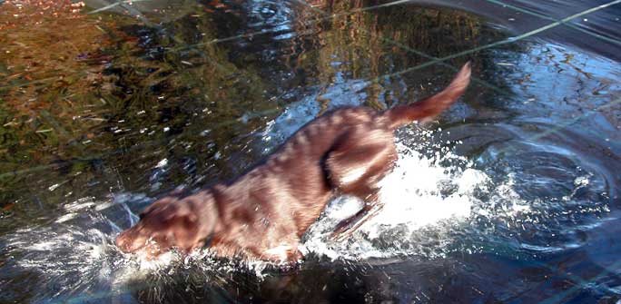 Tess Jumps Right In
Temperatures were below freezing, but the sun was out and Tess wanted to play.
Ключові слова: Tess, cold, water, winter morning
