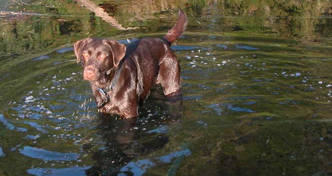 Tess in the Water
This morning (January 23) was gorgeous and sunny --- but cold.  Marjorie bundled up with double socks and gloves and Tess jumped into the water.
Ключови думи: Tess, water, cold, dog, Lucies Farm