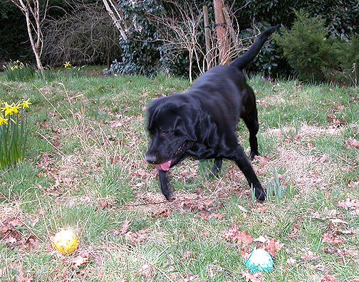 Harvey Decides - Yellow or Green?
Harvey is trying to figure out how to get [i]both[/i] balls in his mouth.
Ključne besede: Harvey, Labrador, ball, dog, Lucies Farm