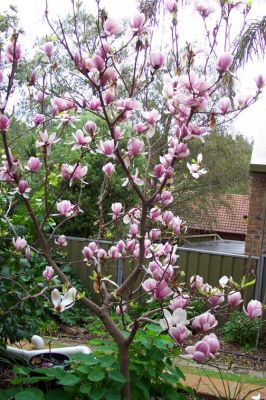 Magnolia Tree
Our magnolia tree in flower August 2004, quite spectacular seeing as it has not been in the garden very long.
