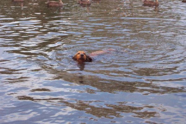 Bonnie swimming in winter July 2004
I have told Bonnie that this is winter but she just loves the water no matter what the weather.
