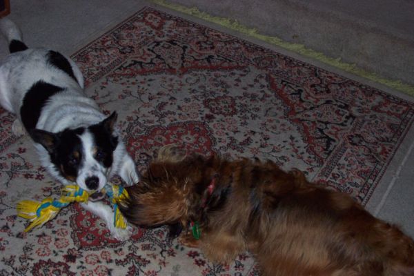 Bobbie and Bonnie both vying for her rope bone
Both "fighting"  for the rope bone which Bonnie loves Oct 9 2005

