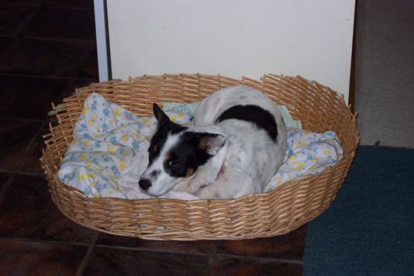 Bobbie in Bonnies basket
Bobbie made himself at home in Bonnie's basket, she did not seem to mind at all. Oct 9 2005
