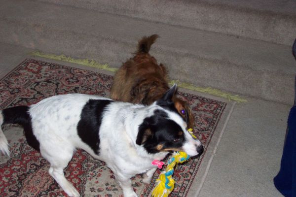 Bobbie and Bonnie both vying for her rope bone
Bobbie wants the rope bone once Bonnie has it, they played together well both wanting the other to let go Oct 9 2005
