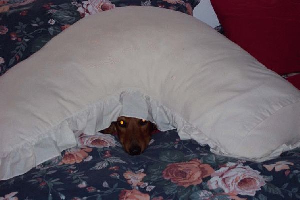 Bonnie hiding
Bonnie hiding under a pillow on our bed
