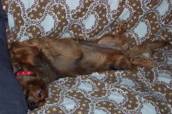 Bonnie dog
Bonnie sleeping in her favourite position. Typical 'Tart'.
