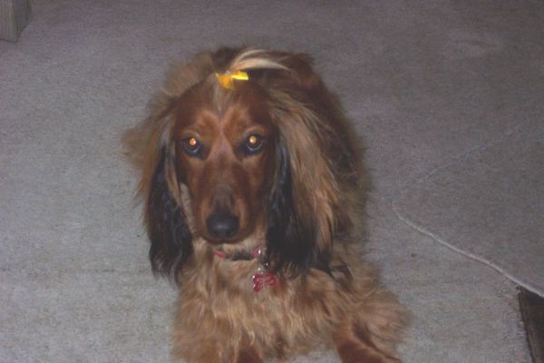 Bonnie after pampering
