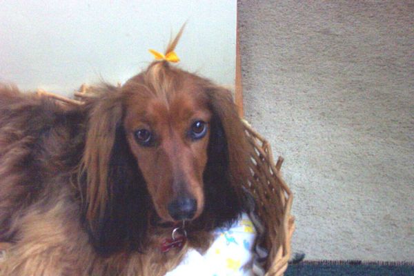 Bonnie after pampering
Another pose of Bonnie showing the ribbon in her hair after her pampering.
