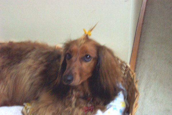 Bonnie after pampering
Bonnie went to the doggie parlour for a pamper and they put a ribbon in her long hair on her head, she looked so cute.

