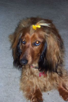 Bonnie after pampering
Posing for her photograph after her pampering. The ribbon in her hair was so cute, the doggie parlour did a great job.
