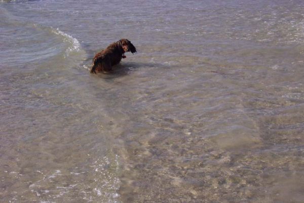 Bonnie at the beach Boxing day 2004
Bonnie testing the water at the beach, it was a bit rough for her, but she enjoyed herself non the less
