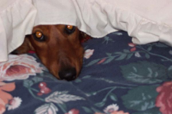 Bonnie still hiding
Still hiding under the pillow
