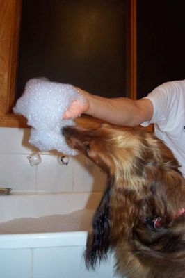 Bonnie with bubbles from bubble bath
Bonnie eating more of the bubbles created from bubble bath, she loves them but does not like soap.

