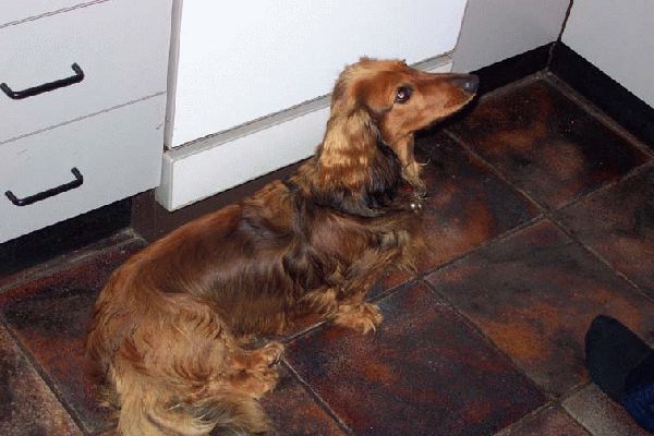 Bonnie waiting for dinner
"Is dinner ready yet?"
