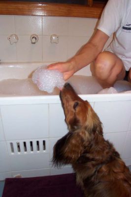 Bonnie and bubble bath bubbles
 Bonnie just loves the bubbles created from bubble bath, she eats the bubbles for some obscure reason.
