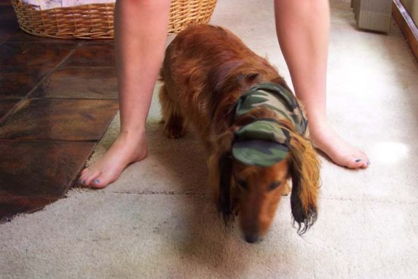 Bonnie with new outfit Christmas 2004
Poor Bonnie suffered the humiliation of having to wear her new commando hat and bandana on Christmas day courtesy of MSB
