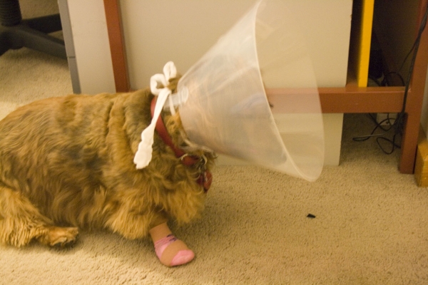 Bonnie
Bonnie wearing her "bucket" to stop her chewing her bandaged paw, after losing a claw on a walk - ouch
Λέξεις-κλειδιά: bonnie paw