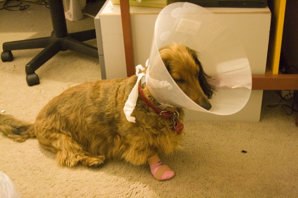 Bonnie
Bonnie showing her bandaged paw after losing a claw on a walk. She was rather sooky with the bucket on her head, but it stopped her chewing on the bandage.
