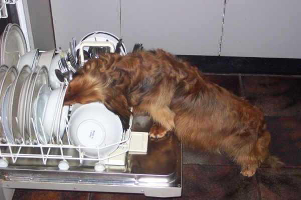 I just love licking dishes
Bonnie will lick any dish if we let her, even getting into the dishwasher to make sure she does not miss out on any little tidbit
