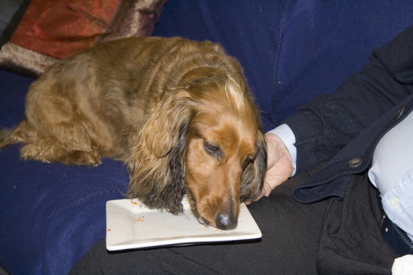 Bonnie - ah the reward if I wait long enough
Bonnie waits very patiently to see if she can get a taste of what we have eaten. She just loves human food.
