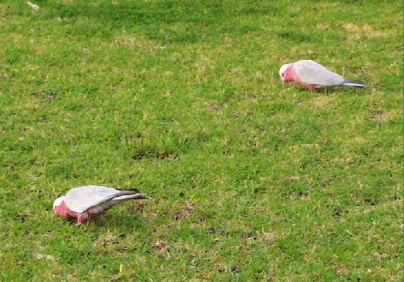 Cockies Feeding
We see many sights when we walk Bonnie, this was two cockies feeding on Linear Park (where we walk Bonnie). No she did not chase them although she would probably have liked to.
