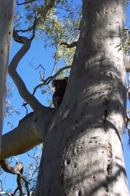 Koala in tree
Koala in tree on Linear Park, not a usual sighting in our neck of the woods, Jan 2005. He was alone and I only saw him about 4 times,  have not seen him for about 6 weeks now.

