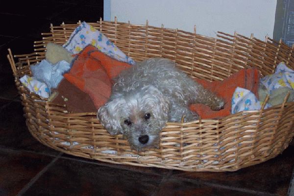 Paddy in his latter years
Our lovely dog Paddy in his latter years. Went peacefully to doggy heaven Nov 2002
