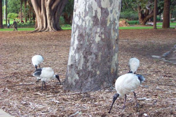 Birds in park in Sydney
Birds we got close to in a park in Sydney March 2005
