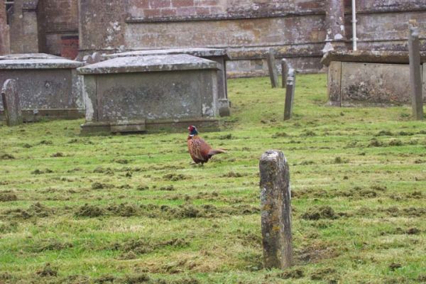 Pheasant in Church Yard April 2005
A pheasant we watched for a while in a Church Yard in April 2005
