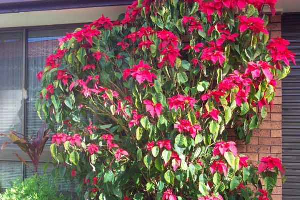 Close up of poinsettia
A close up of the same poinsettia bush
