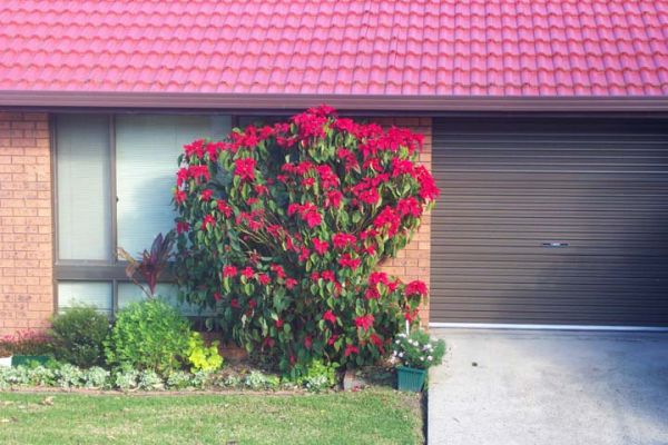 Poinsettia
A pretty poinsettia bush outside a unit opposite Mum's unit
