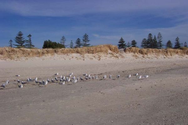 Seagulls at the beach boxing day 2004
Just some of the huge number of gulls and terns at the beach on boxing day 2004
