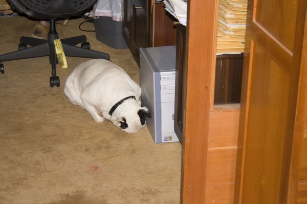 Kiko
Kiko hunkered down in Craig's office, he was well tucked under.
Mots-clés: Kiko