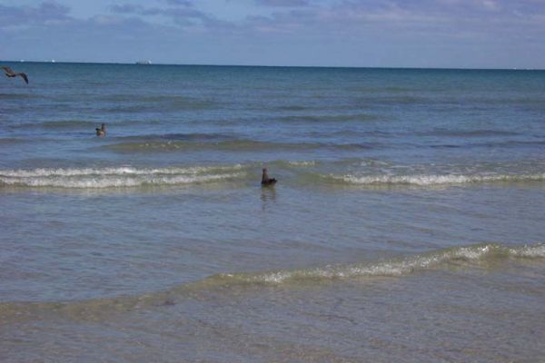 Unusual sea birds
Not the usual seagulls we sea at the beach, taken Jan 2005
