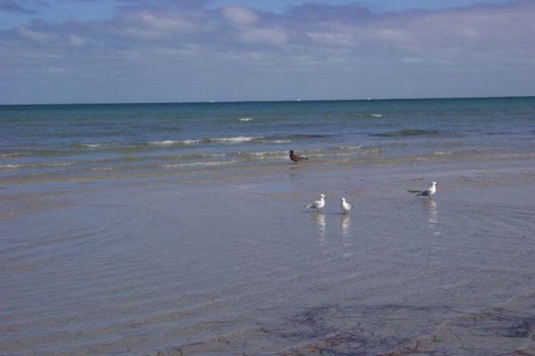 Unusual Sea Birds
More of the unusual sea birds taken Jan 2005
