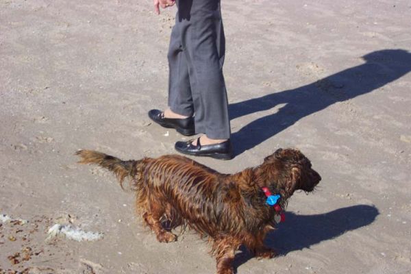 Bonnie at the beach Boxing day 2004 1
Wet Bonnie at the beach on boxing day 2004
