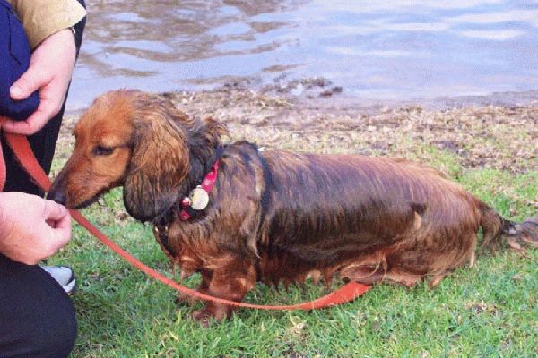 A bit wet but still time for treats
Bonnie just loves her treats when we go for a  walk or should that be swim?!

