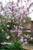 51. Magnolia tree out in flower Sept 2004.jpg