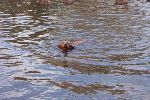 Almost there this water is quite deep.jpg