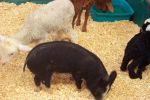 Animals at the mega market in Morisset July 2005.jpg