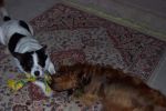 Bobbie & Bonnie playing with rope bone.jpg