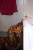 Bonnie eating bubble bath bubbles.jpg